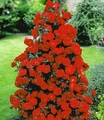 undefined, Rote Duft-Strauchrose (1 Pflanze)
