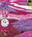 Phlox-Mix ´Flowers of the Sea´ (4 Pflanzen)