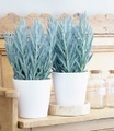 Senecio Aquarine® ´Mount Everest´ (1 Pflanze)