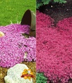 undefined, Bodendecker-Kollektion rosa und rot (6 Pflanzen)
