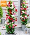 Mandevilla 'Magic Trio'