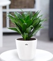Dracena 'Compacta' inkl. Elho®-Übertopf 'Weiß'