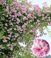 Rambler-Rose ´Paul´s Himalayan Musk Rambler´ (1 Pflanze)