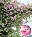 Rambler-Rose ´Paul´s Himalayan Musk Rambler´ (1 Pflanze)