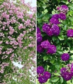 undefined, Rambler-Rosen-Kollektion blau und rosa (2 Pflanzen)