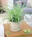 Chlorophytum ´Variegatum´ (1 Pflanze)