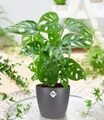 undefined, Monstera 'Monkey Leaf' inkl. Elho®-Übertopf 'Grau