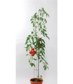 Tomatensäule 120 cm