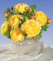 undefined, Beet-Rose ´Château de Cheverny®´ (1 Pflanze)