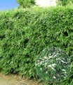 Winterharte Bambus-Hecke im 2-Liter Container (5 Pflanzen)