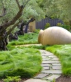 Gräser-Teppich 'Carex Remota'