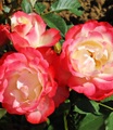 undefined, Beet-Rose 'Carmagnole®'