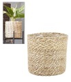 Kokos-Übertopf 'creme' ø14 cm mit Folieneinsatz