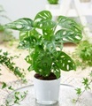Monstera 'Monkey Leaf' inkl. weißem Glas-Übertopf