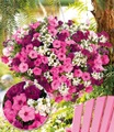 undefined, Sommerblumen-Set 'Bubblegum®-Mix'