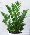 undefined, Zamioculcas (1 Pflanze)