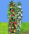 Säulen-Apfel ´Red River®´ (1 Pflanze)