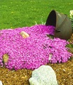 undefined, Teppichphlox ´Emerald Pink´ (3 Pflanzen)
