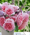 undefined, Kletter-Rose ´Bienvenue®´ (1 Pflanze)