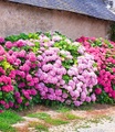 undefined, Freiland-Hortensien-Hecke ´Pink-rosé´ (3 Pflanzen)