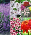 Winterhartes Duft-Staudenbeet (15 Pflanzen)