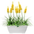 ELHO, Blumentopf Weiß 80x33x35cm 63L
