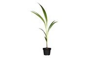 Cocos Palme Ø19cm