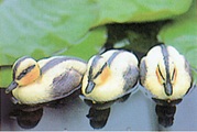 undefined, Schwimmtiere Entenküken