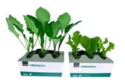Bio Mix Salat und Bio Kabis Mix 6er
