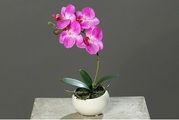 Luwatex, Phalaenopsis in runder Keramikschale