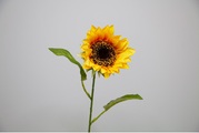 Luwatex, Sonnenblume