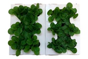 Naturaplan, Naturaplan Nüssler-Salat-Set 6er