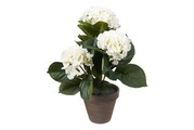 Hortensie IN TOPF