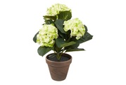 Hortensie GRÜN IN TOPF