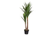 Yucca in Topf