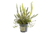 Heide MIX P10.5