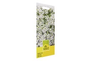 Select, Select Lobularia Weisses Steinkraut
