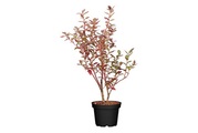 Amerikanische Heidelbeere (Vaccinium corymbosum), Topfgrösse Ø 19cm
