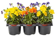 Qualité&Prix, Hornveilchen (Viola cornuta), verschiedene Farben, Topf Ø 9 cm, 6 Stück