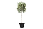 Ölbaum, Stamm(Olea europaea, Stamm), Topfgrösse  Ø35cm
