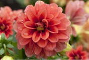 Weitere, Dahlie(Dahlia), Topfgrösse Ø14cm