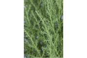 Weitere, Cupressus Pyramide Ø14cm