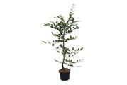 Carpinus betulus 70-80cm