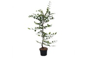 Carpinus betulus 80-100cm