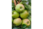 Mini-Apfel GOLDIEcactus