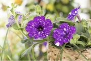 Petunie 'NightSky'®(Petunia 'NightSky'®), Topfgrösse Ø14cm