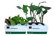Bio Mix Salat und Bio Kohlrabi Mix 6er