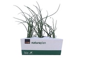 Naturaplan, Bio Sellerie Bundzwiebel