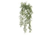 NoName, Buchsbaum Haengend Gruen L74Cm