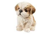 Vivid, Vivid Shih-Tzu Welpe, Braun